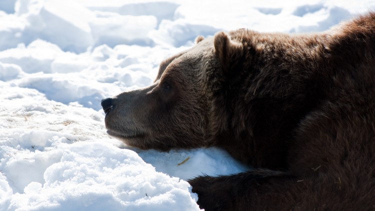 Fonds d'cran Animaux Ours gryzzly dodo