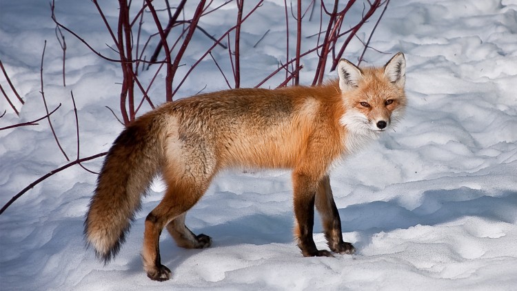 Wallpapers Animals Foxes renard roux