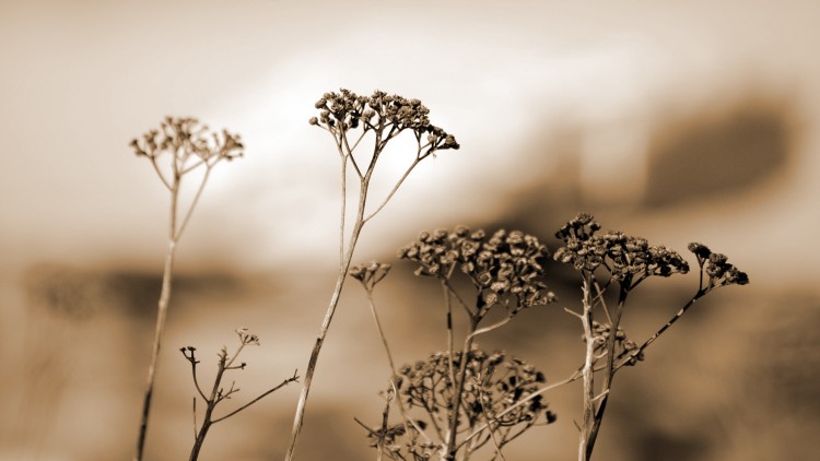 Fonds d'cran Nature Fleurs fleurs sches