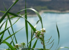 Fonds d'cran Nature en provence avec juste derriere le lac sainte croix :)