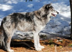 Fonds d'cran Animaux loup