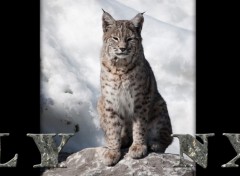 Wallpapers Animals lynx