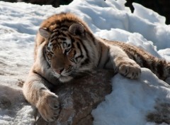 Fonds d'cran Animaux tigre repos
