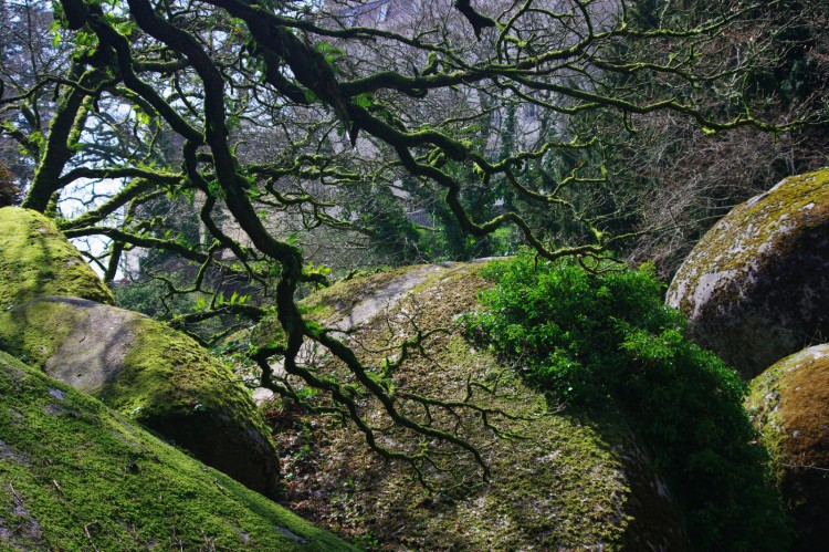 Fonds d'cran Nature Arbres - Forts Fort d'Huelgoat