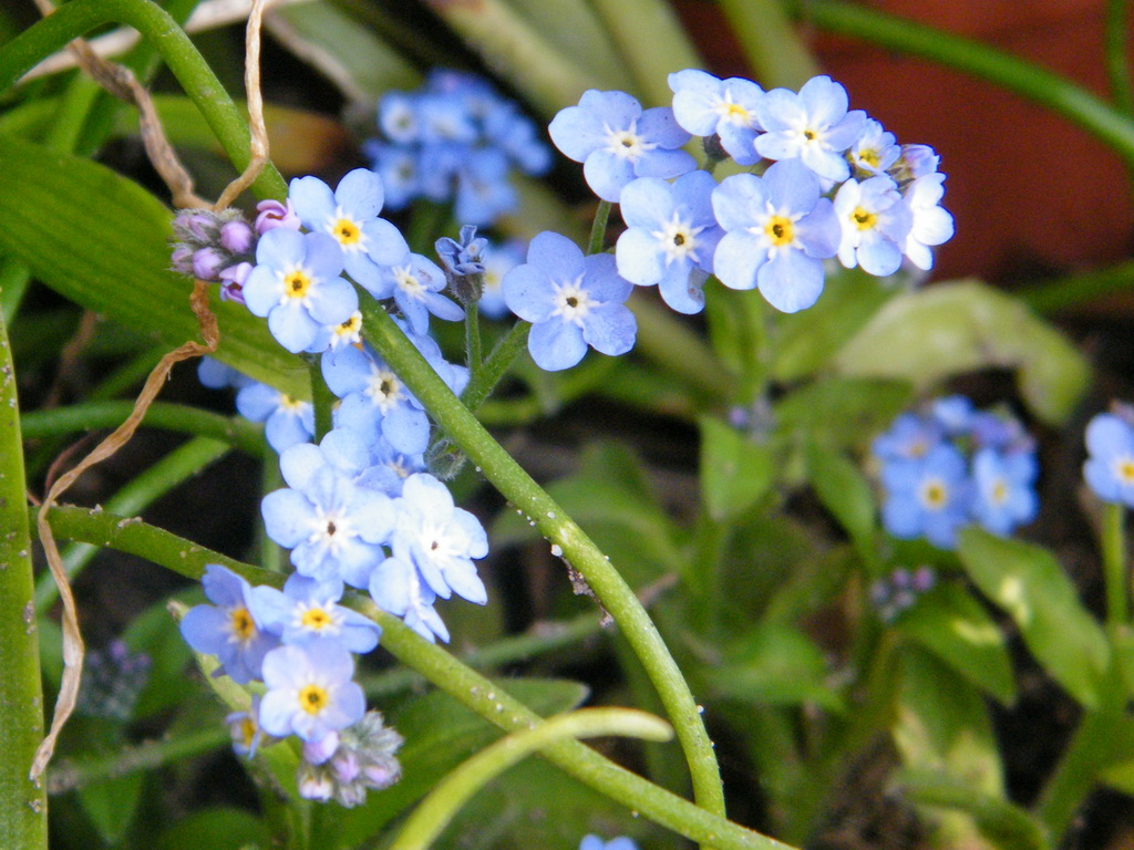 Fonds d'cran Nature Fleurs 