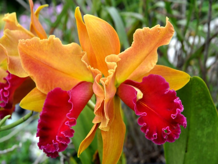 Fonds d'cran Nature Fleurs Orchide