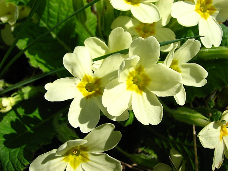 Fonds d'cran Nature Fleurs Primevres