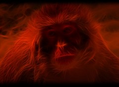 Fonds d'cran Art - Numrique monkey of darckness