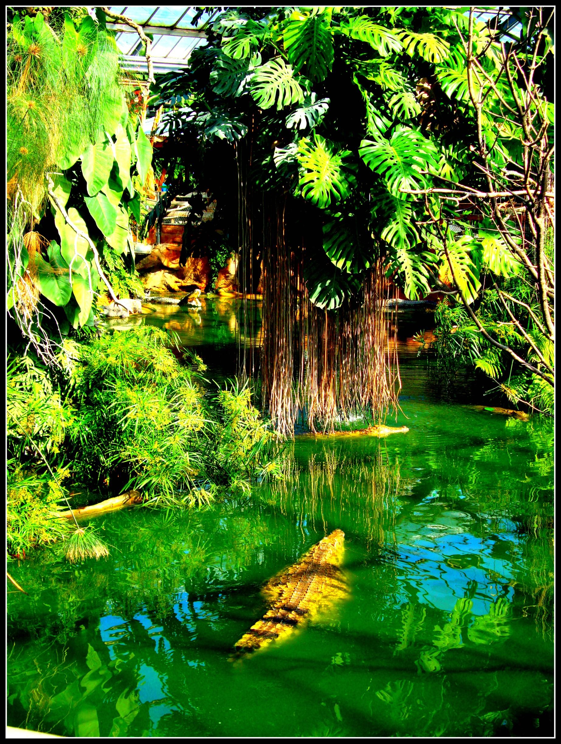 Fonds d'cran Animaux Crocodiles - Alligators - Camans 