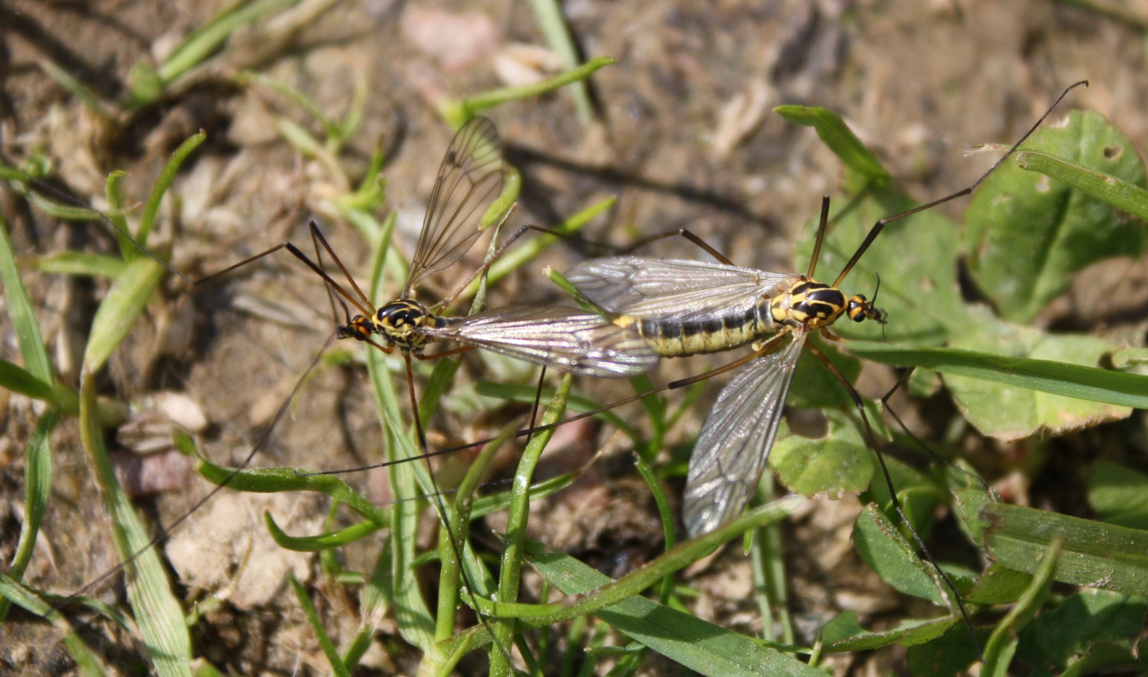 Wallpapers Animals Insects - Miscellaneous Amours de printemps