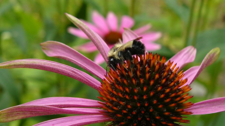 Fonds d'cran Animaux Insectes - Abeilles Gupes ... l'abeille et la fleur