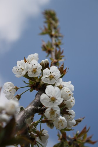 Fonds d'cran Nature Fleurs Cerisier