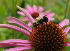 Fonds d'cran Animaux l'abeille et la fleur