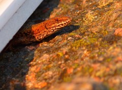 Fonds d'cran Animaux petit lzard