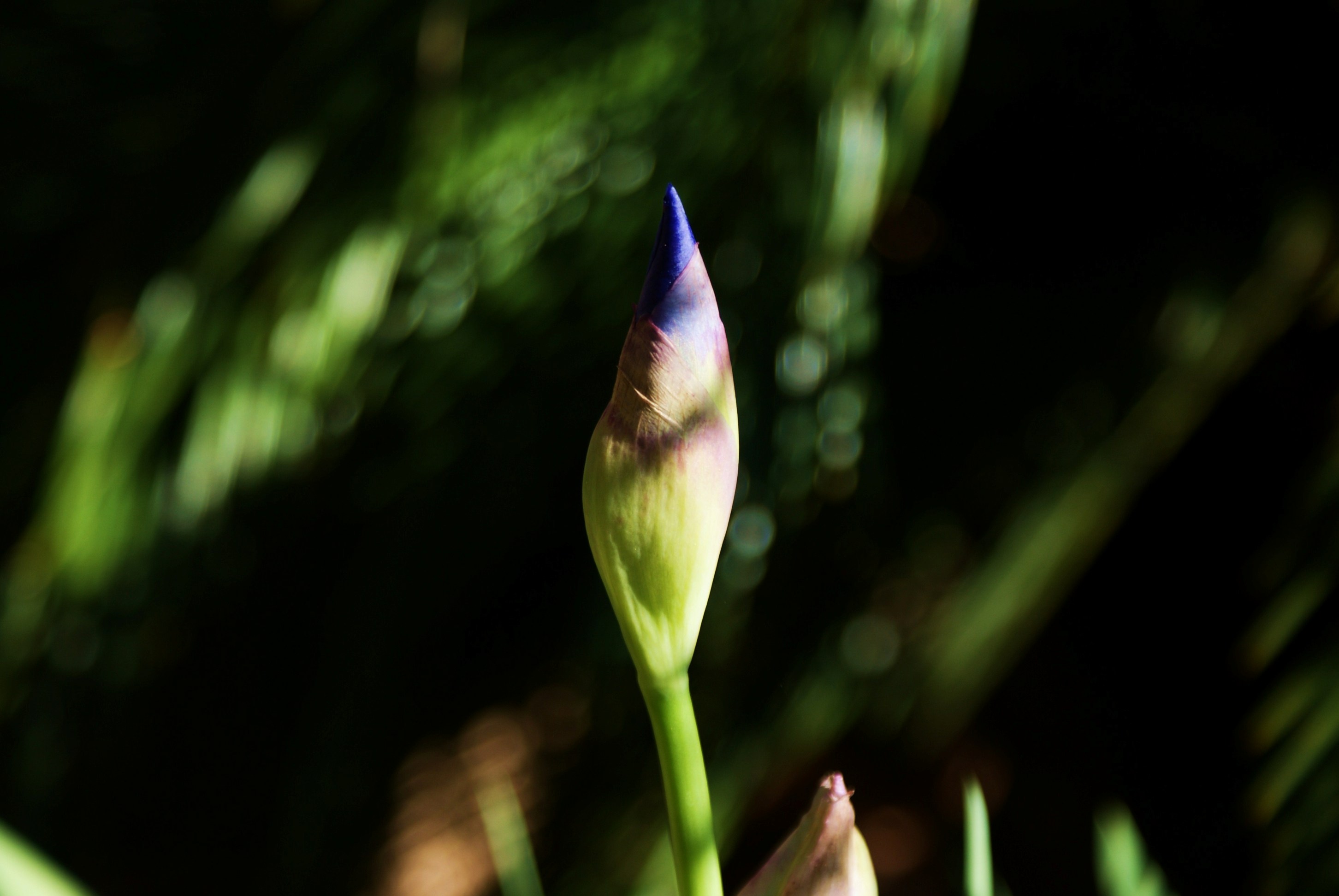 Fonds d'cran Nature Fleurs Iris