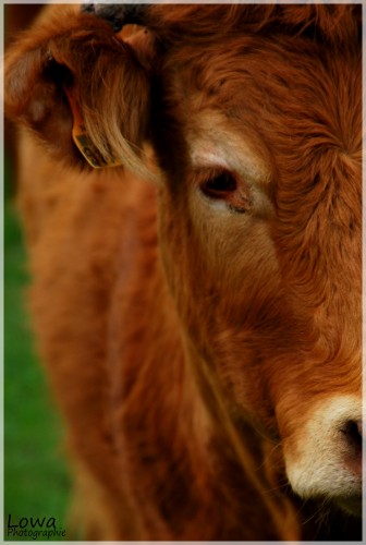 Fonds d'cran Animaux Vaches - Taureaux - Boeufs Wallpaper N259919