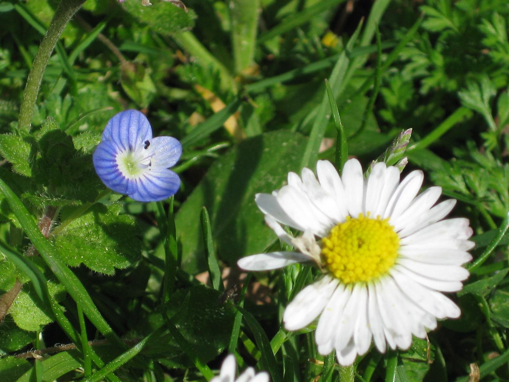 Fonds d'cran Nature Fleurs 