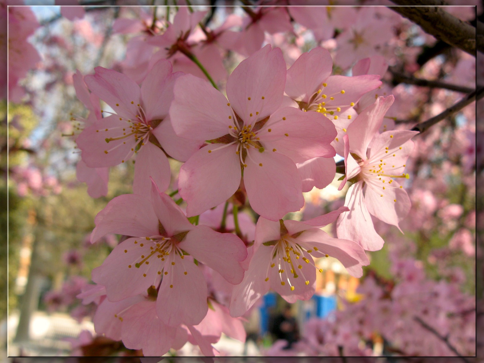 Wallpapers Nature Flowers 