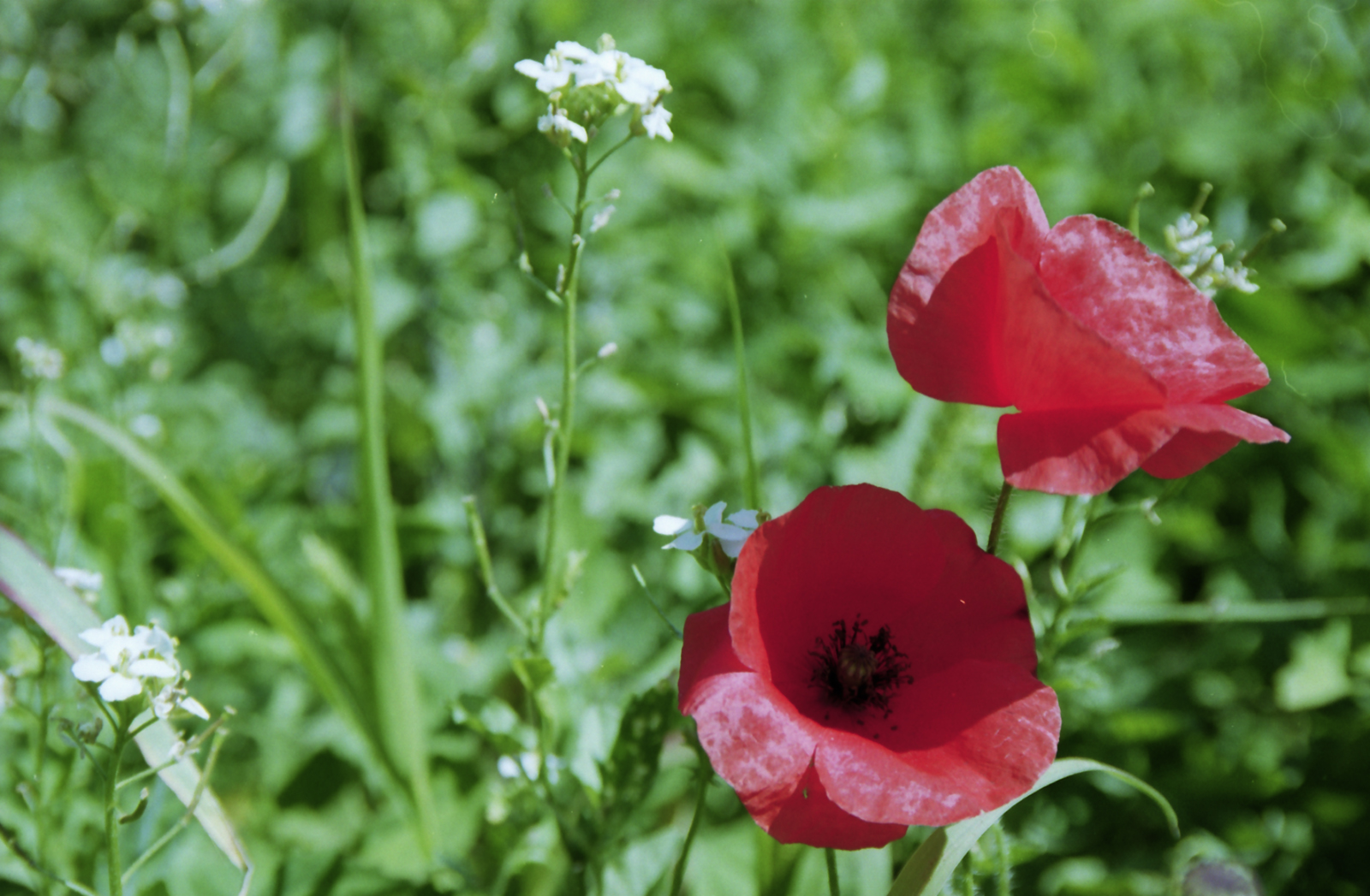 Fonds d'cran Nature Fleurs Red lightning