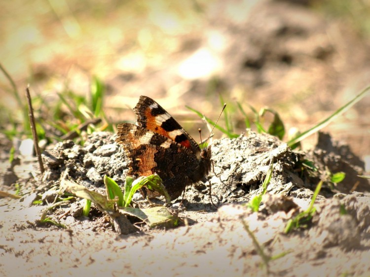 Fonds d'cran Animaux Insectes - Papillons quel beau papillon