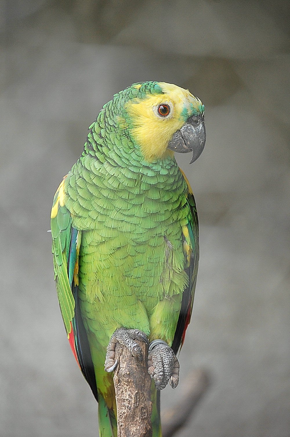 Wallpapers Animals Birds - Parrots Perroquet amazone