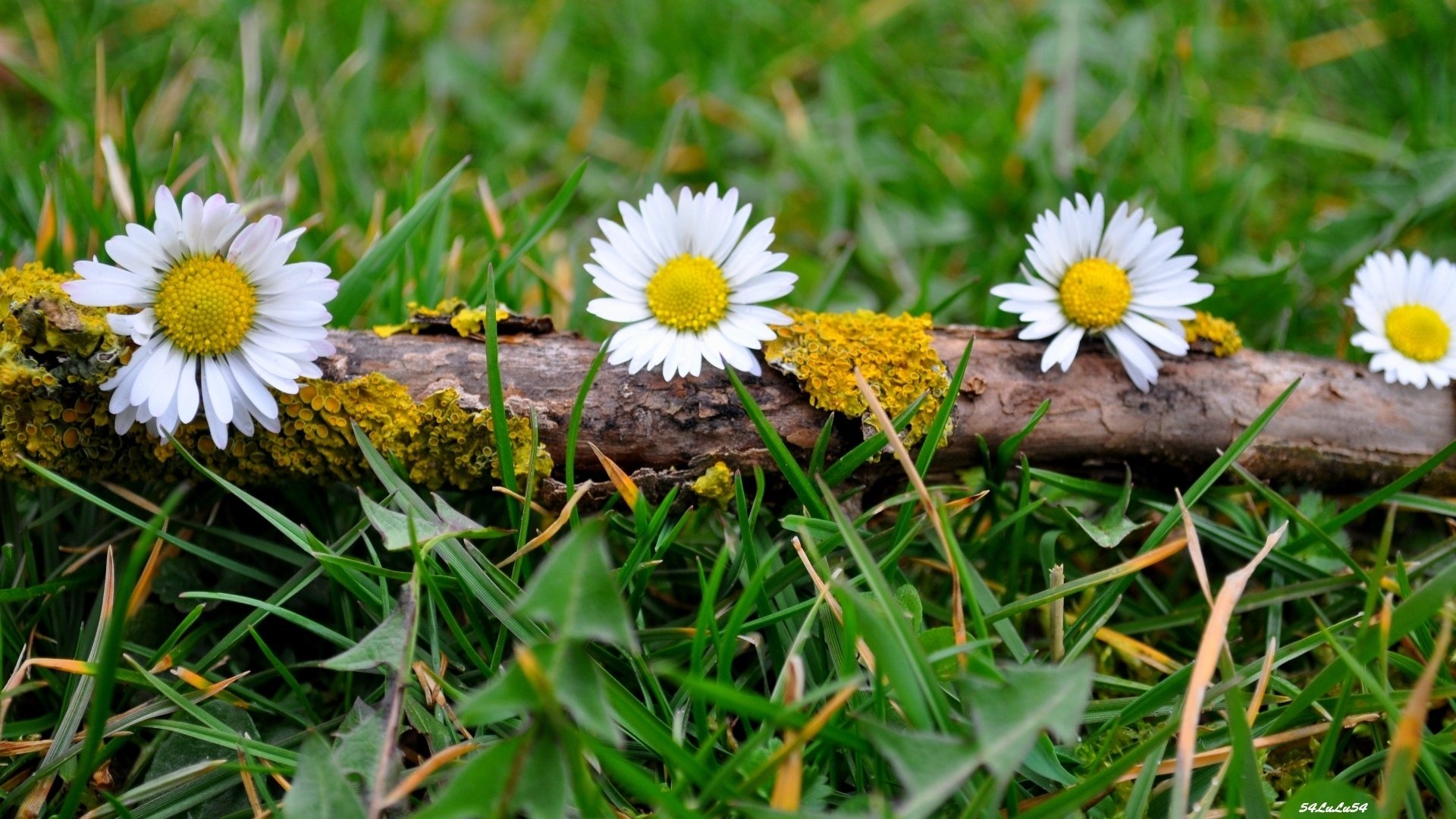 Fonds d'cran Nature Fleurs MARGUERITTES MARGUERITES FLEURS NATURE