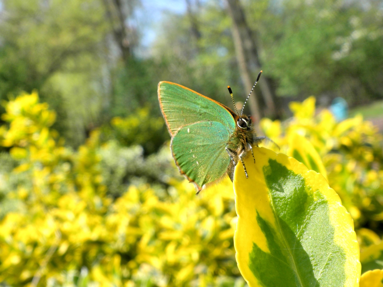 Fonds d'cran Animaux Insectes - Papillons Argus Vert