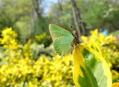 Fonds d'cran Animaux Argus Vert