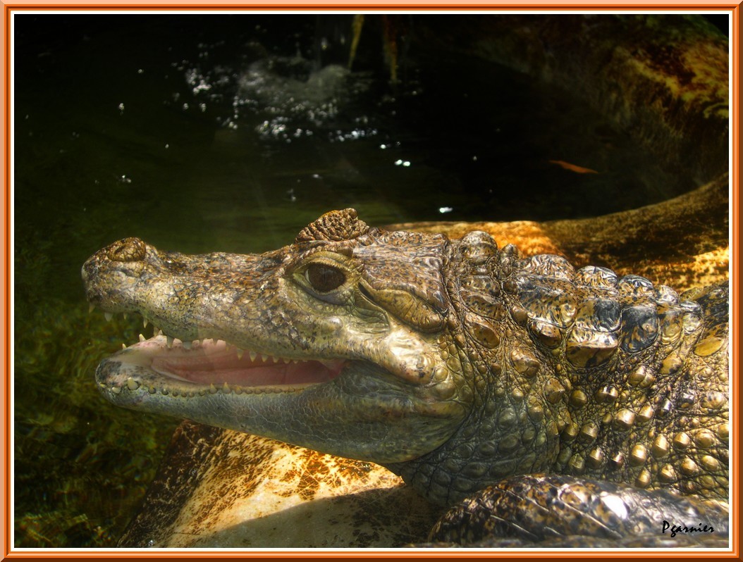 Wallpapers Animals Crocodile - Alligator - Caiman Caman