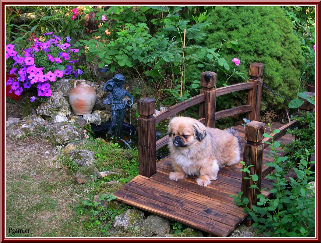 Wallpapers Animals Dogs Pimpin et le petit pont