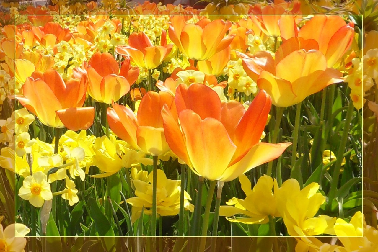 Wallpapers Nature Flowers Yellow forever