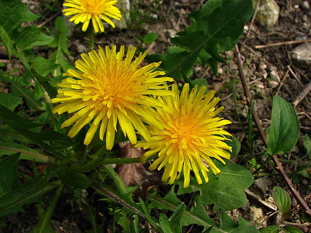 Fonds d'cran Nature Fleurs Le pissenlit 2010