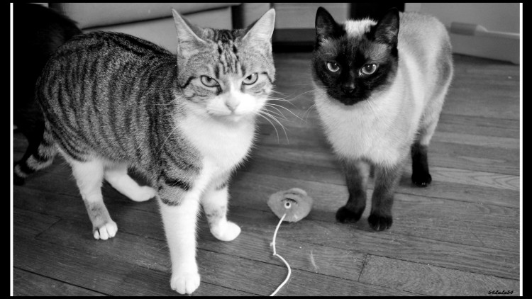 Fonds d'cran Animaux Chats - Chatons CHATS CHATONS a la demande ^^