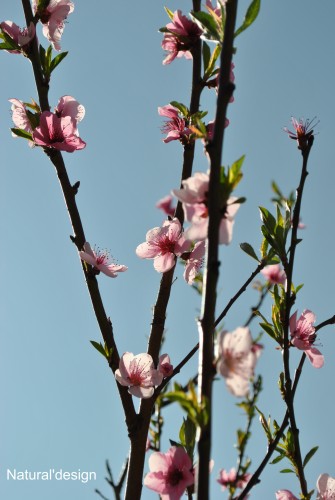 Wallpapers Nature Flowers tapisserie it isn't....??  ;-)