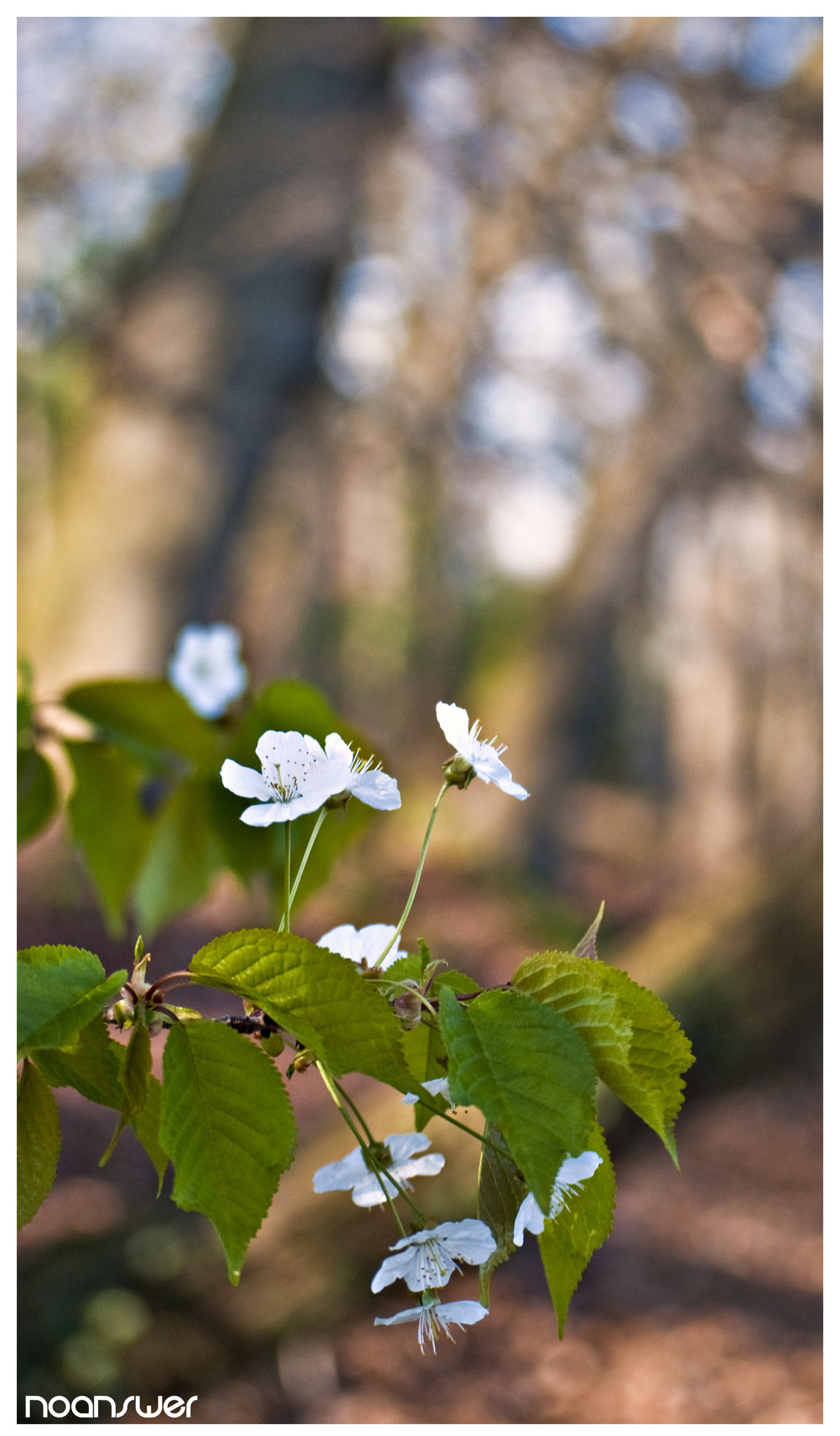 Fonds d'cran Nature Fleurs White flower