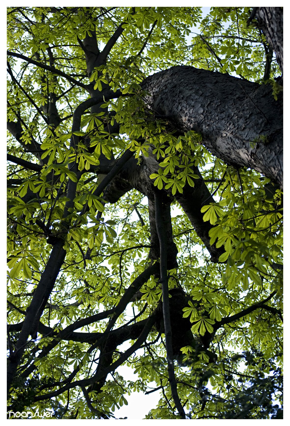 Fonds d'cran Nature Arbres - Forts Green Forest