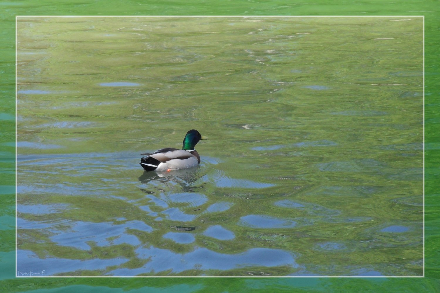 Wallpapers Animals Birds - Ducks Col vert