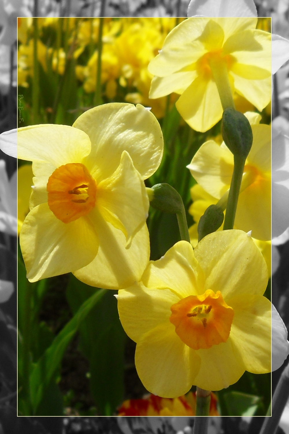 Wallpapers Nature Flowers Jonquilles