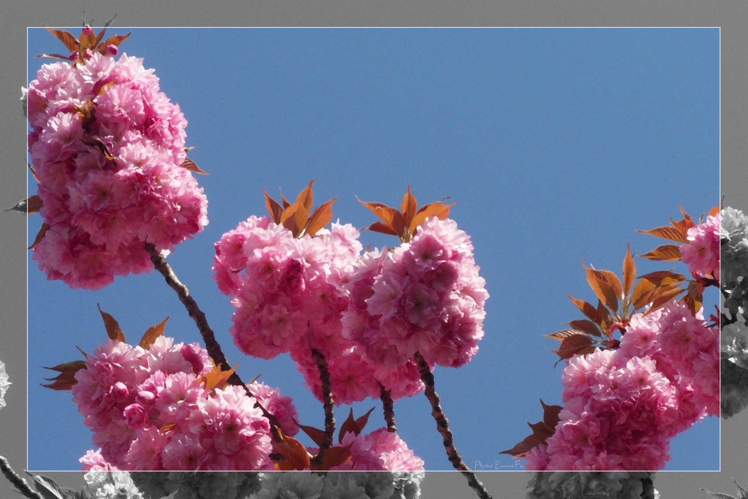 Fonds d'cran Nature Fleurs Les couleurs du printemps...