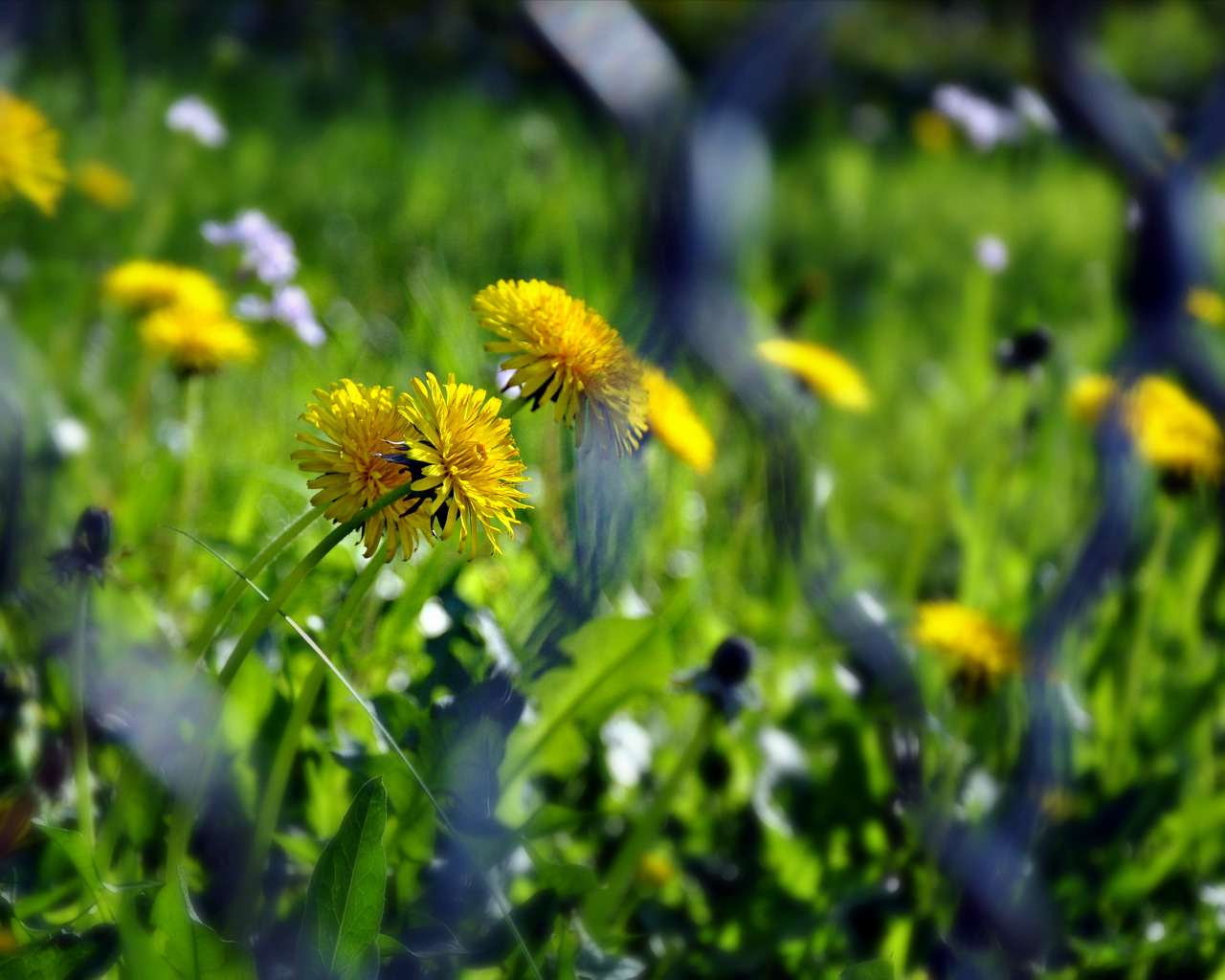 Wallpapers Nature Flowers derrire le grillage