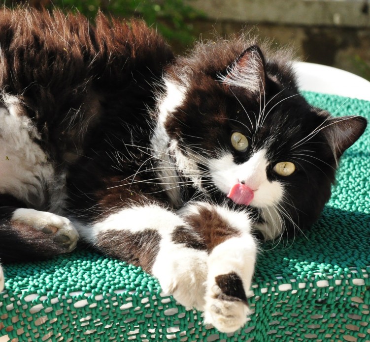 Fonds d'cran Animaux Chats - Chatons Langue de chat 