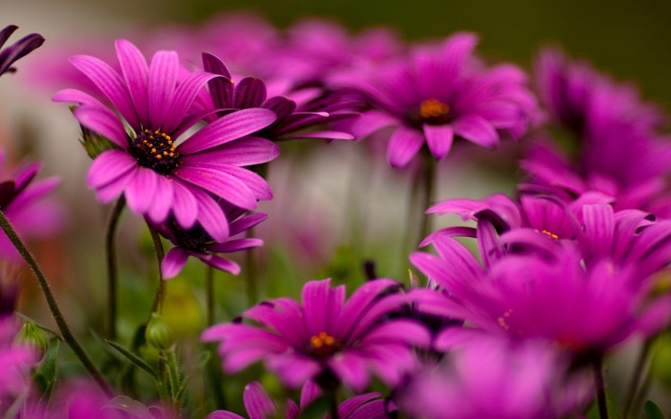 Wallpapers Nature Flowers Purple daisies