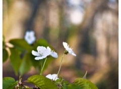 Fonds d'cran Nature White flower