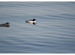 Fonds d'cran Animaux Ducks