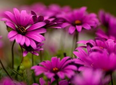 Wallpapers Nature Purple daisies