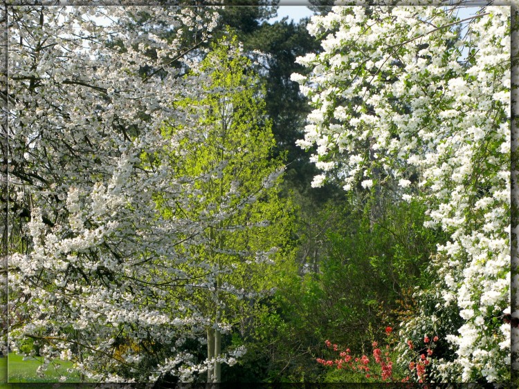 Fonds d'cran Nature Saisons - Printemps Symphonie printanire