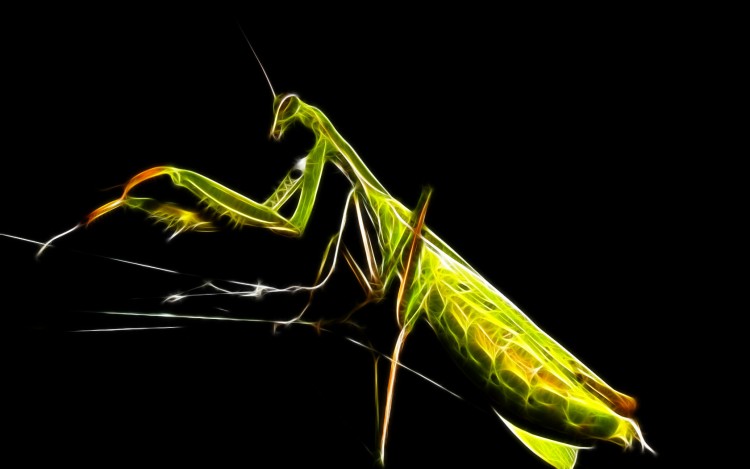 Wallpapers Animals Insects - Mantis Wallpaper N260169