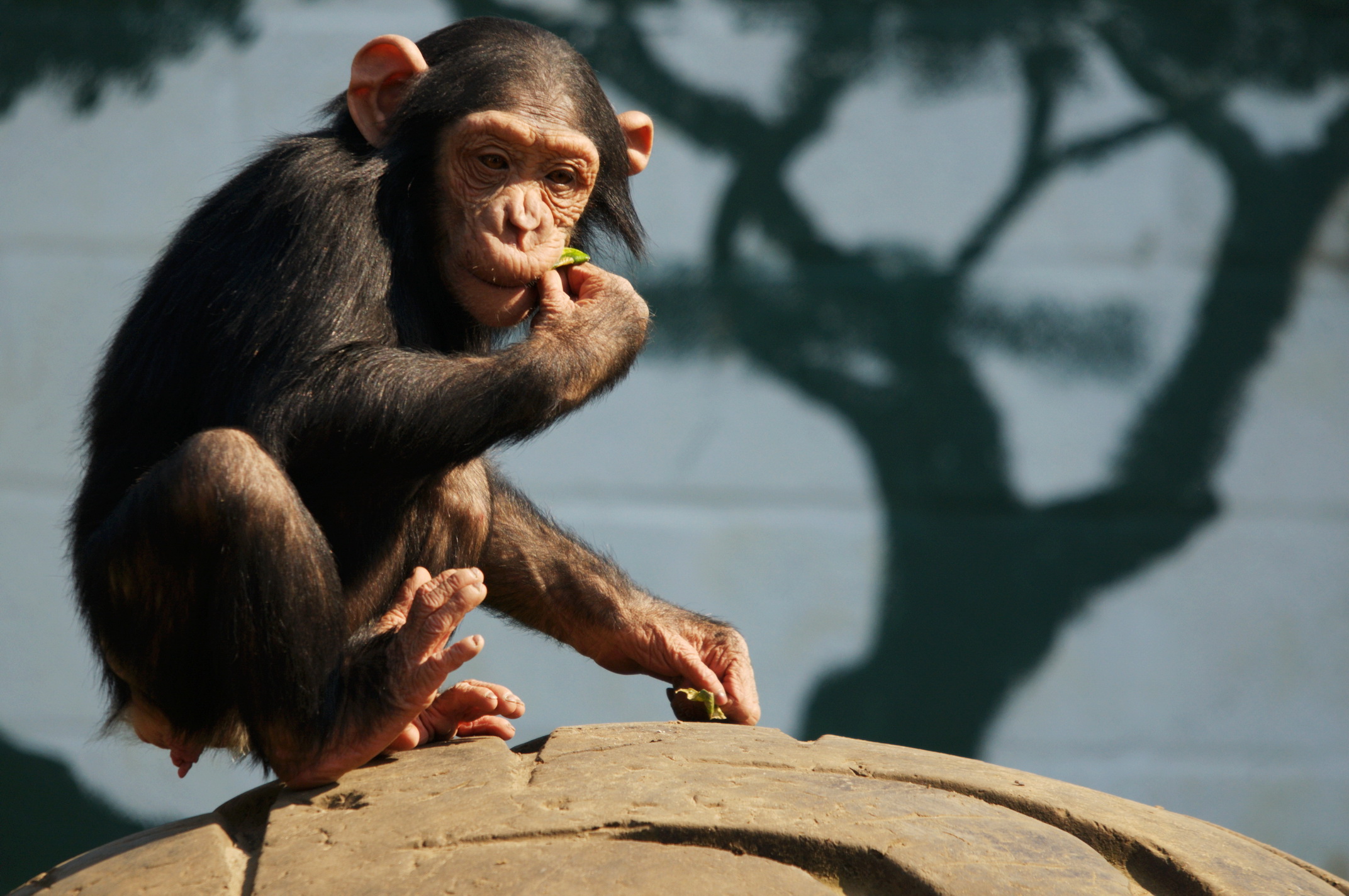 Fonds d'cran Animaux Singes 