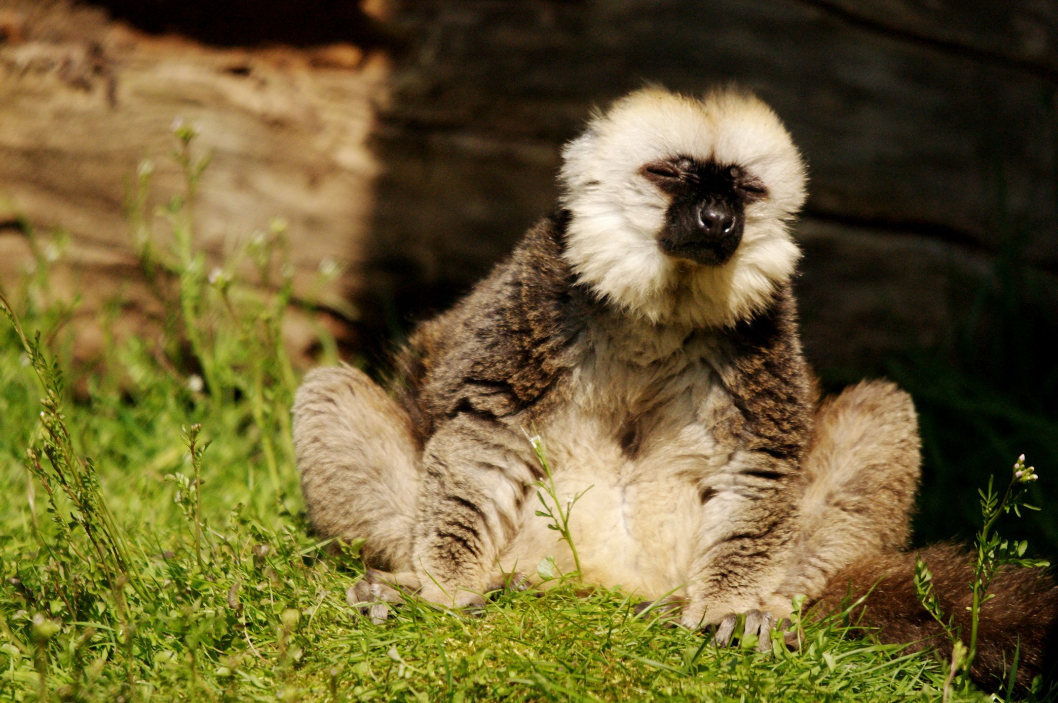 Wallpapers Animals Lemurs 