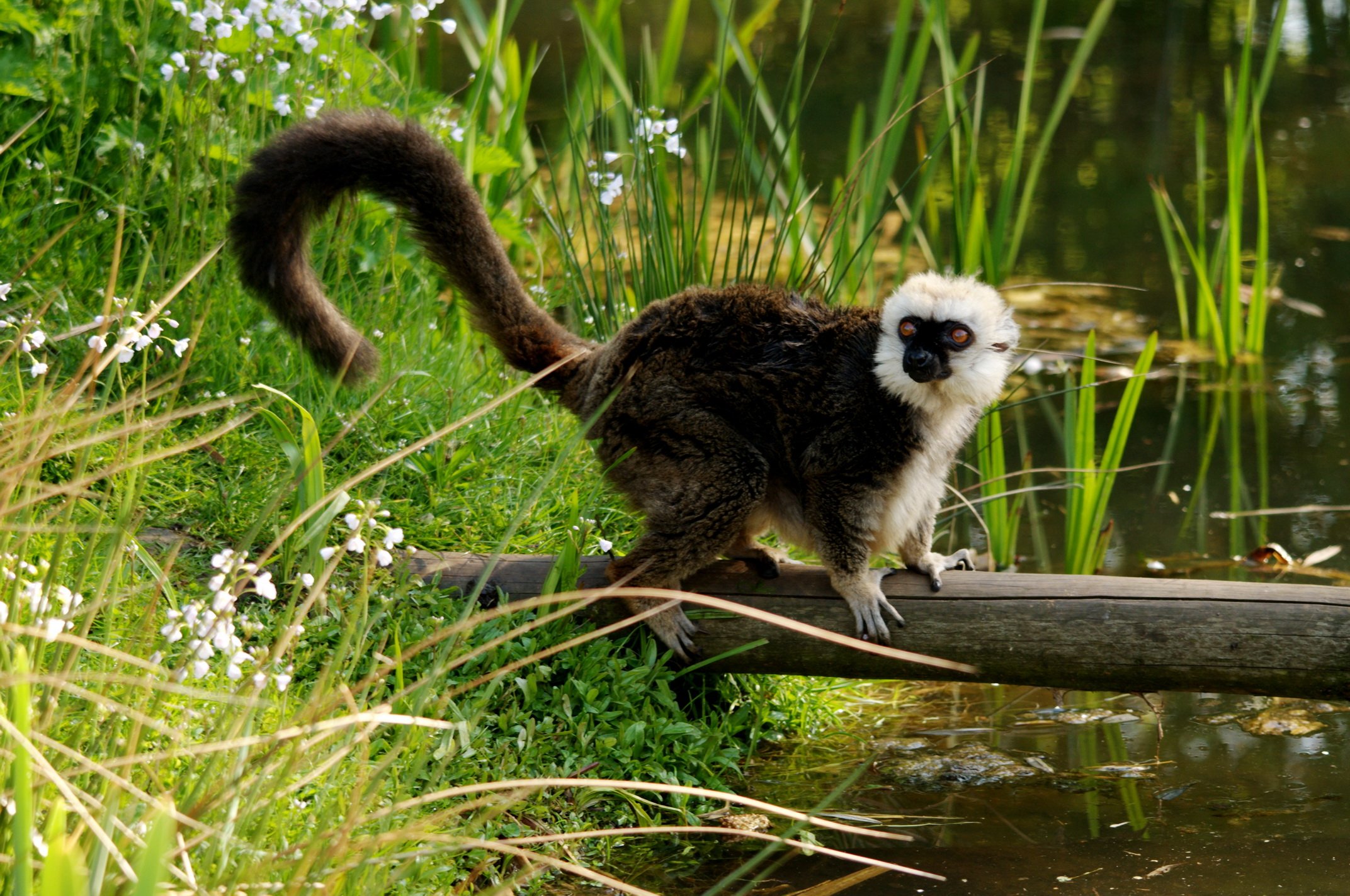 Fonds d'cran Animaux Lmuriens 